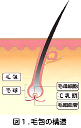 図１.　毛包の構造