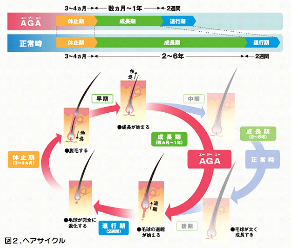 図２.　ヘアサイクル