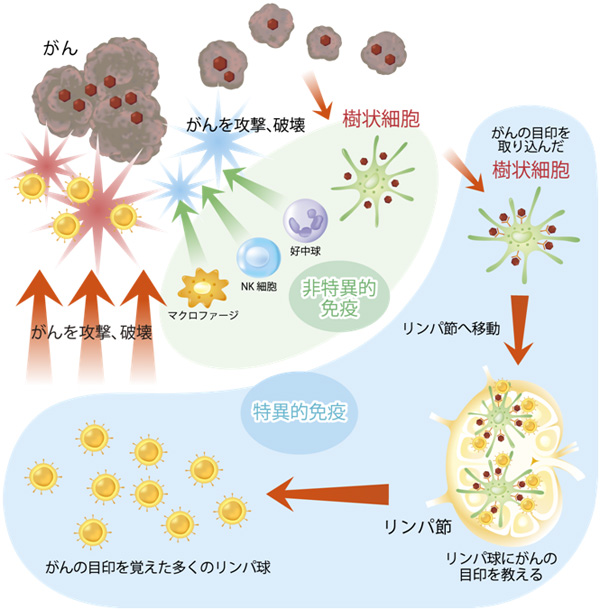 樹状細胞ワクチン療法 麻布医院 東京 費用 膵がん 大腸がん 胃がん 乳がん 卵巣がん 子宮がん 前立腺がん