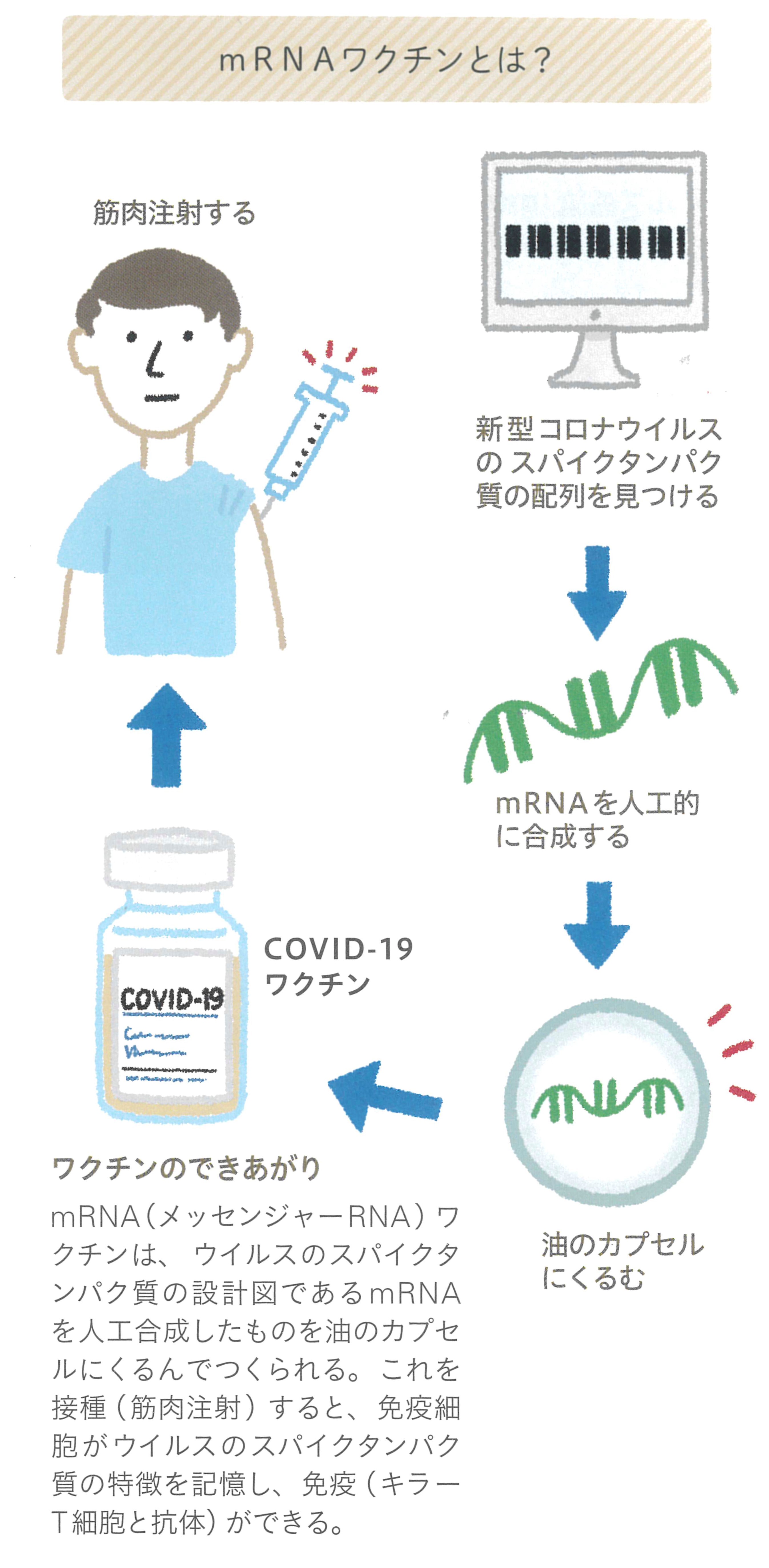 メッセンジャー rna ワクチン