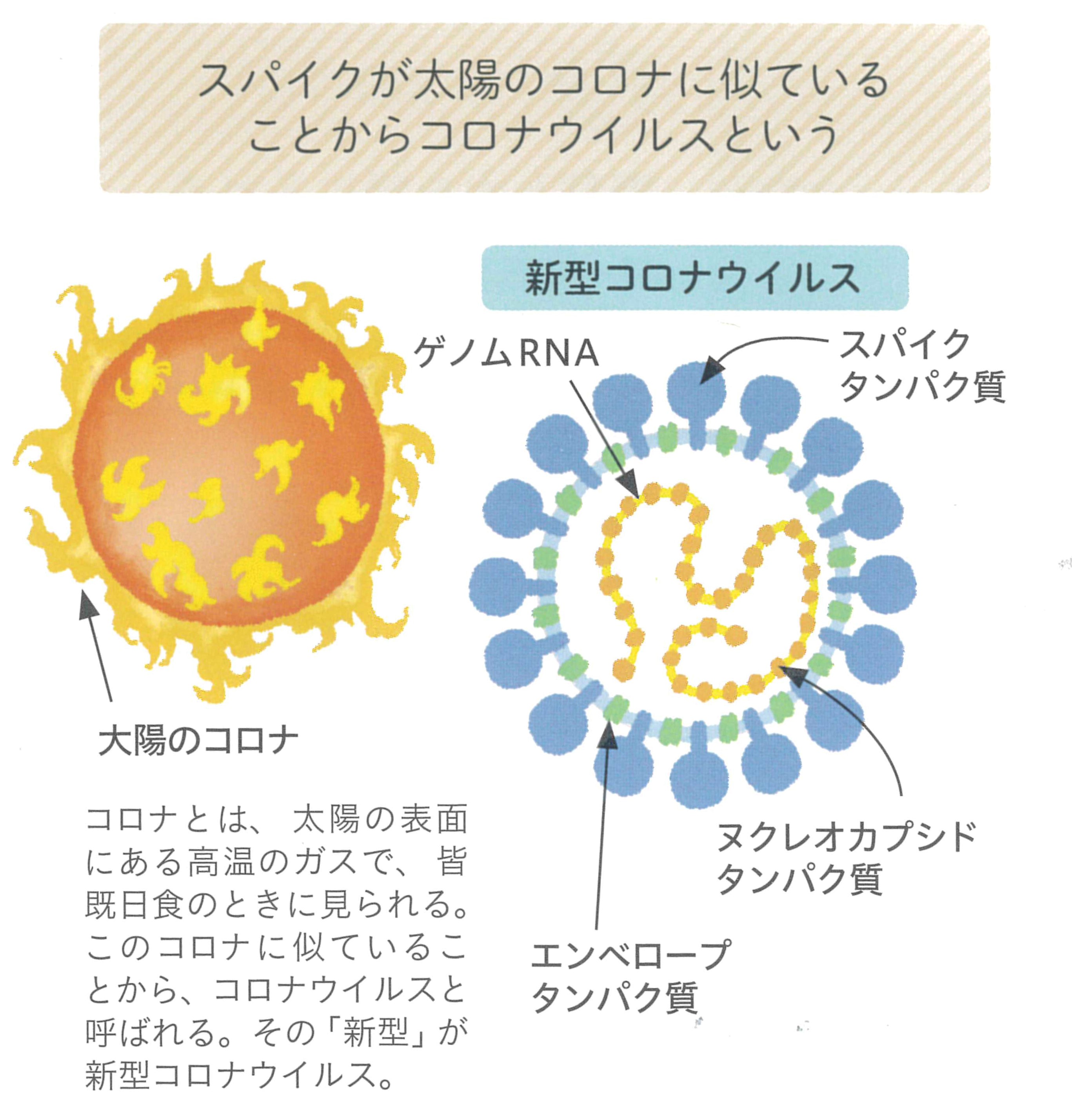 二 度目 コロナ