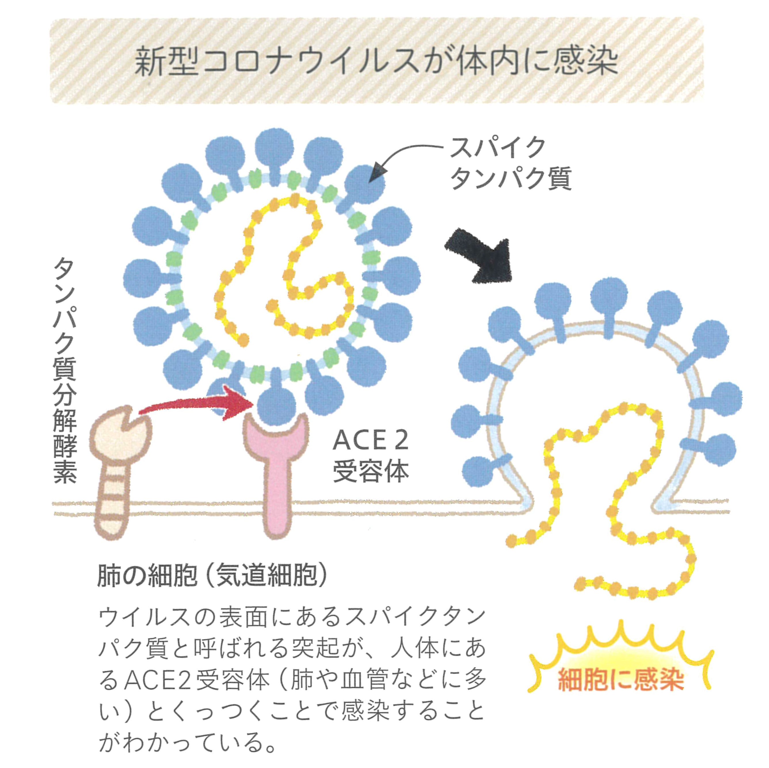 は コロナ ある のか 吐き気 新型コロナの症状、経過、重症化のリスクと受診の目安（2021年1月）(忽那賢志)